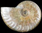 Flashy Red Iridescent Ammonite - Wide #45777-1